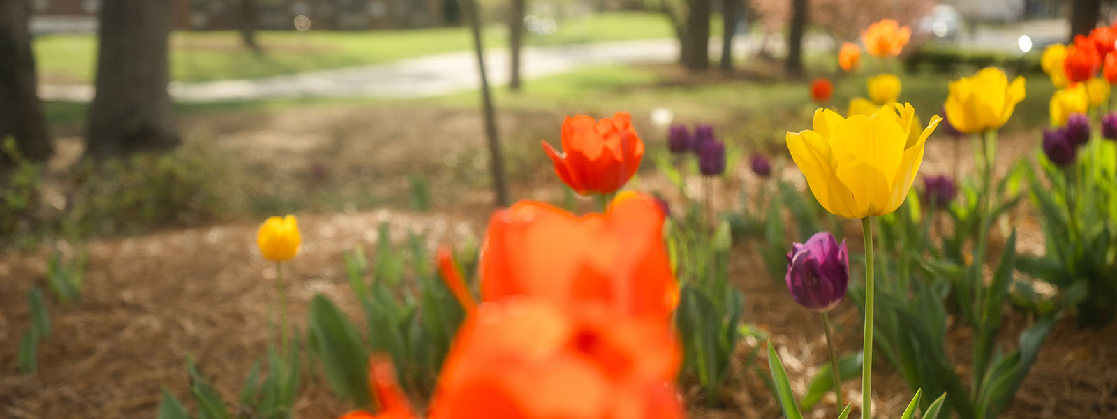 Tulips on the UNCSA campus. 